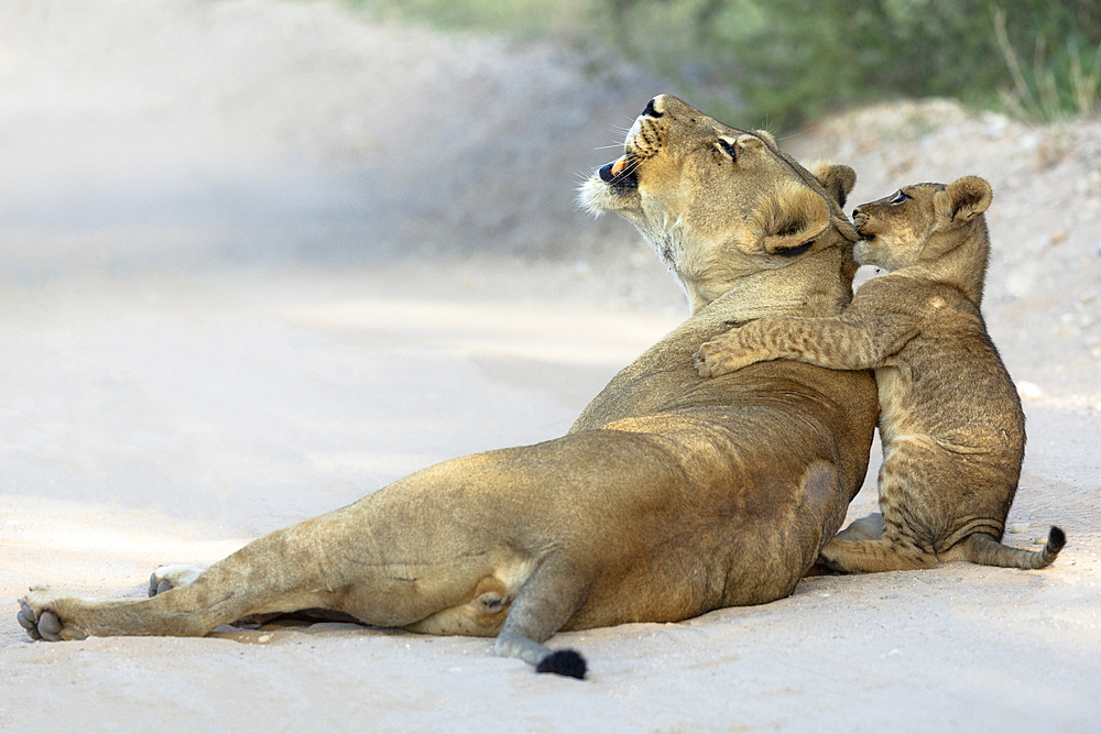 Lioness (Panthera leo) with cub, Kgalagadi transfrontier park, Northern Cape, South Africa