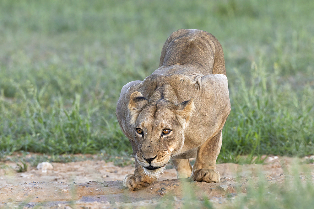 Lioness (Panthera leo) drinking, Kgalagadi transfrontier park, Northern Cape, South Africa