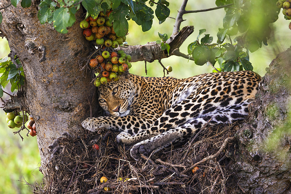 Leopard (Panthera pardus) in a tree, Masai Mara, Kenya, East Africa, Africa