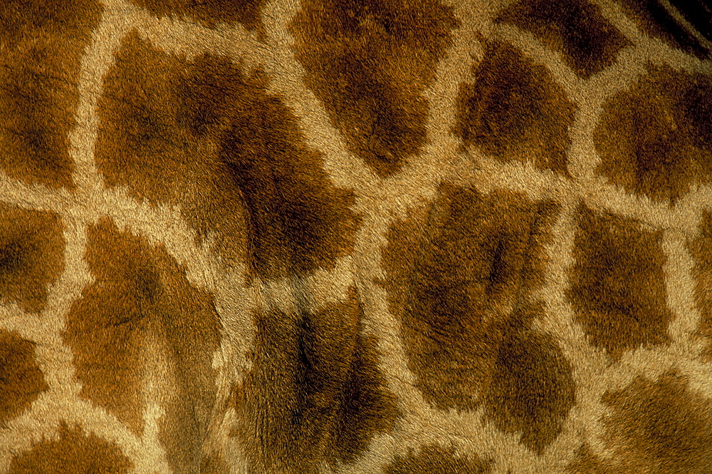 Close-up of coat pattern of giraffe (Giraffa camelopardalis), Etosha National Park, Namibia, Africa