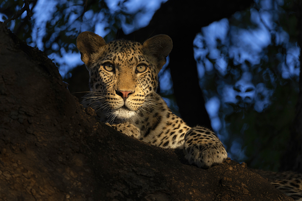 Leopard (Panthera pardus) young male, Mashatu game reserve, Botswana