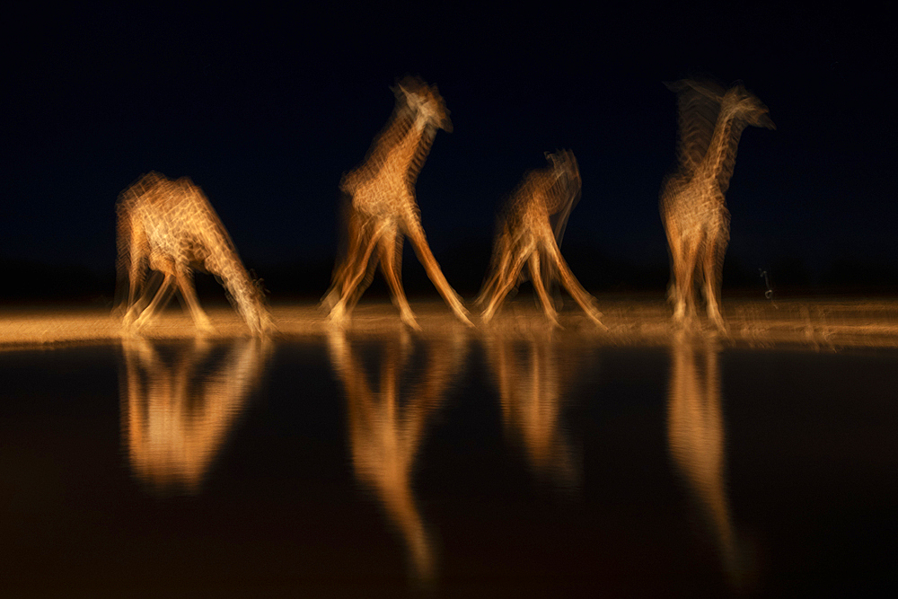 Giraffes (Giraffa camelopardalis) at water at night, Shompole, Kenya