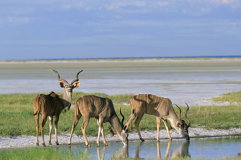 Greater kudu (Tragelaphus strepsiceros) males at seasonal water on Etosha Pan, Namibia, Africa