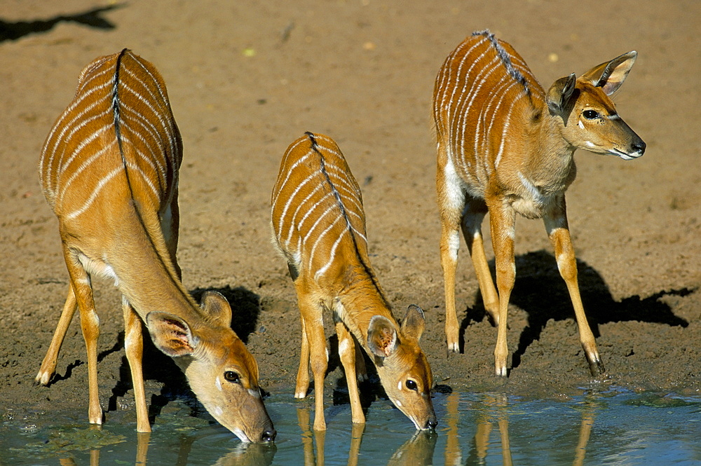 Nyala (Tragelaphus angasii) drinking, Mkuzi, South Africa, Africa