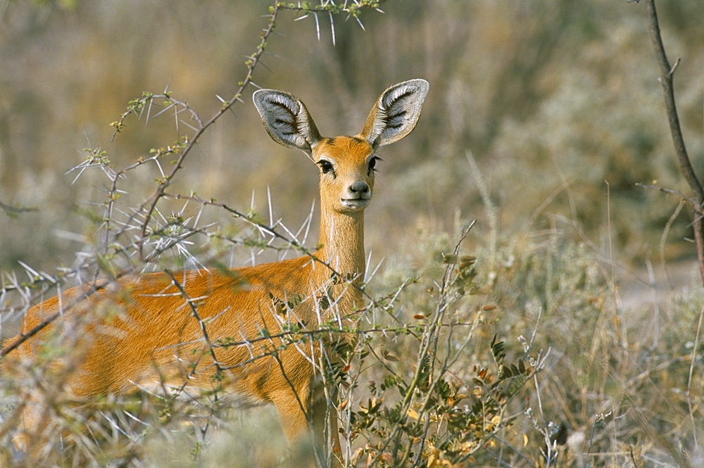 Female steenbok (Raphicerus campestris), Etosha National Park, Namibia, Africa