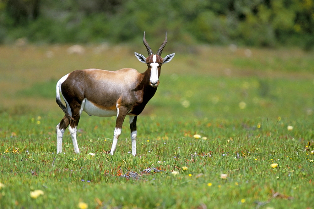 Bontebok (Damaliscus dorcas dorcas), De Hoop Reserve, South Africa, Africa