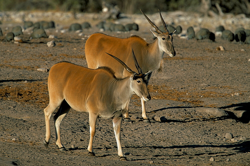 Eland (Taurotragus oryx), Etosha National Park, Namibia, Africa