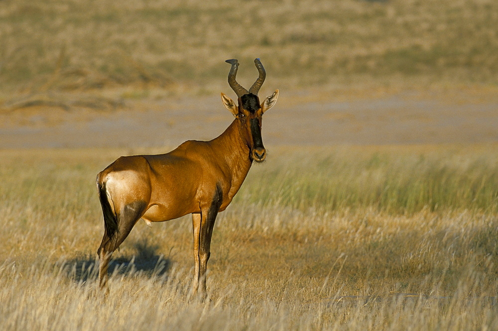 Red hartebeest (Alcelaphus buselaphus), Kalahari Gemsbok Park, South Africa, Africa