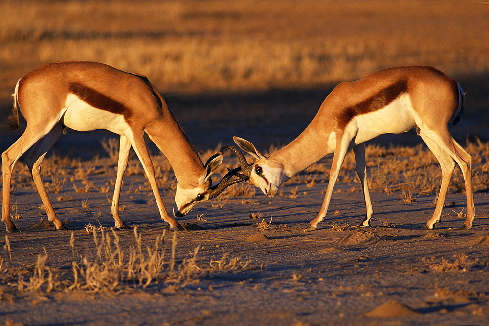 Two springbok (Antidorcas marsupialis) males fighting, Kalahari Gemsbok, South Africa, Africa