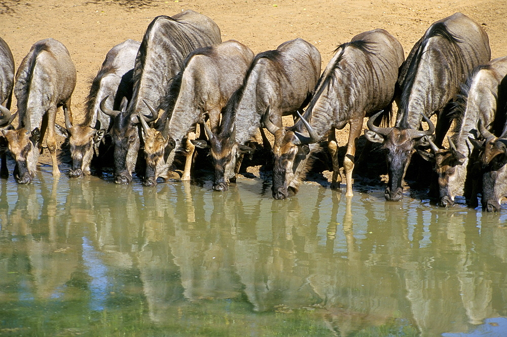 Blue wildebeest (Connochaetes taurinus) drinking at waterhole, Mkuze, South Africa, Africa