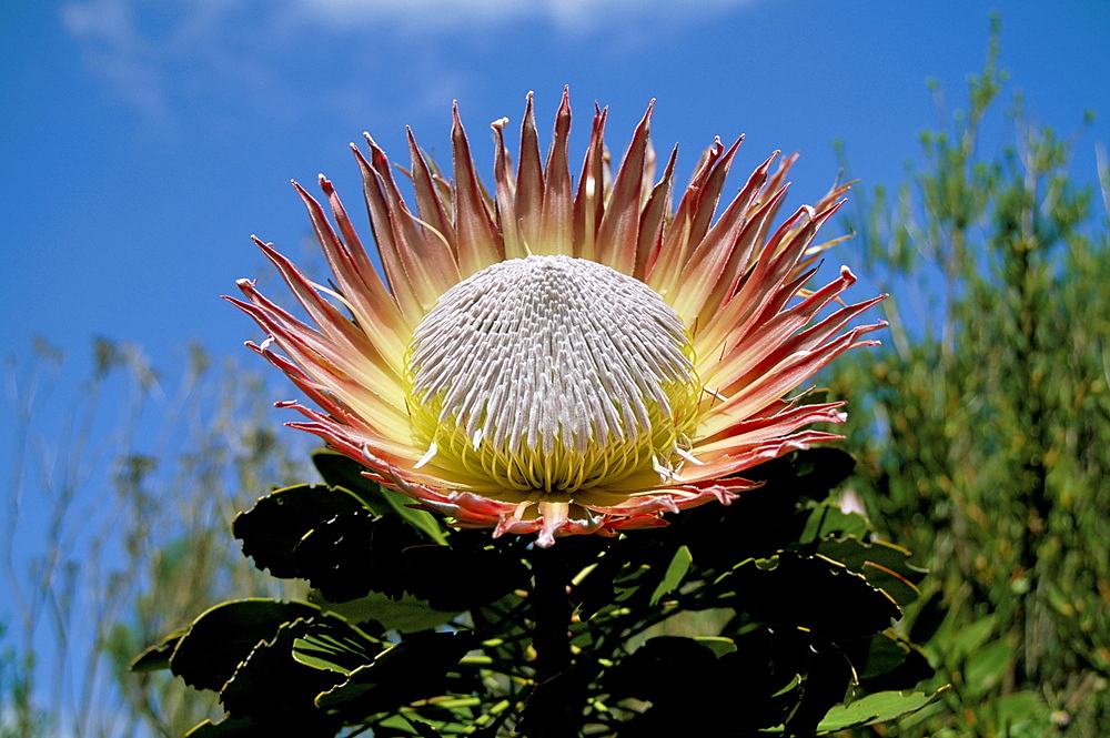 King protea (Protea cynaroides) flower, Kirstenbosch Botanical Gardens, Cape Town, South Africa, Africa