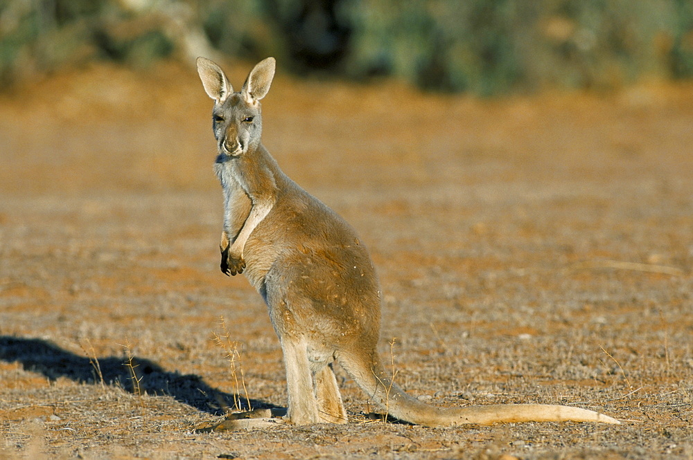 Red kangaroo (Macropus rufus), Mootwingee National Park, New South Wales, Australia, Pacific