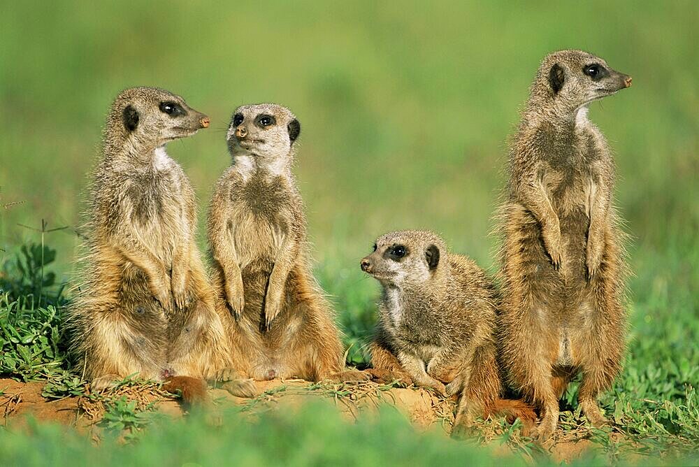 Four meerkats (suricates), Suricata suricatta, Addo National Park, South Africa, Africa