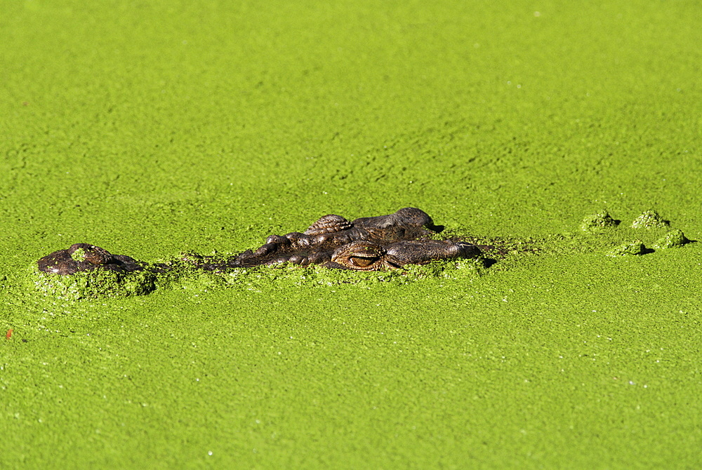 Saltwater crocodile (Crocodylus porosus), Rainforest Habitat sanctuary, Queensland, Australia, Pacific