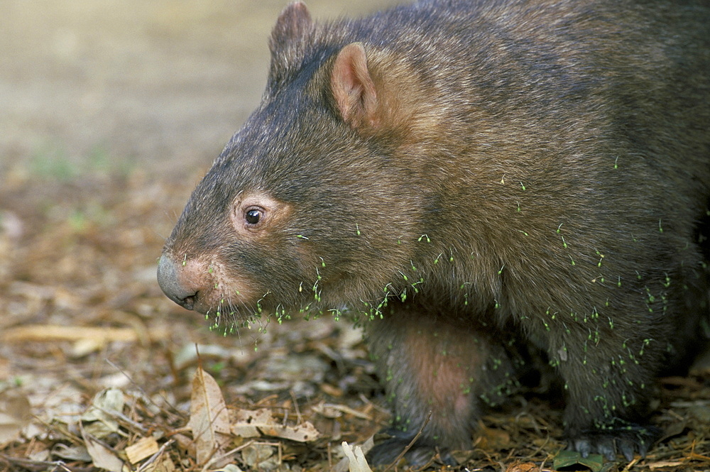 Captive common wombat (Vombatus ursinus), David Fleays Santuary, Queensland, Australia, Pacific