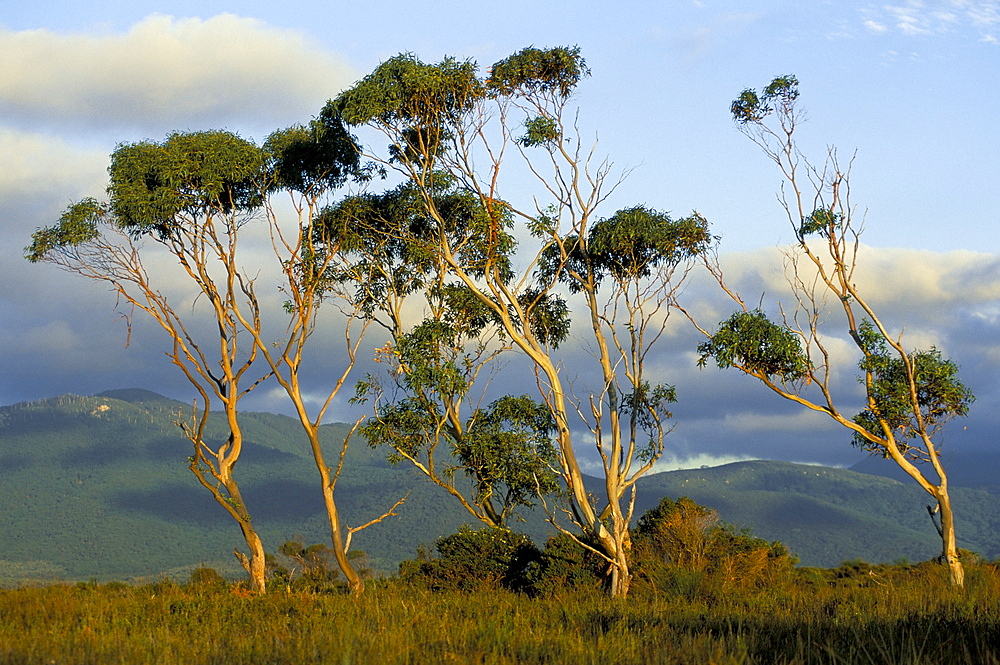 Eucalyptus trees in evening light, Wilson's Promontory National Park, Victoria, Australia, Pacific