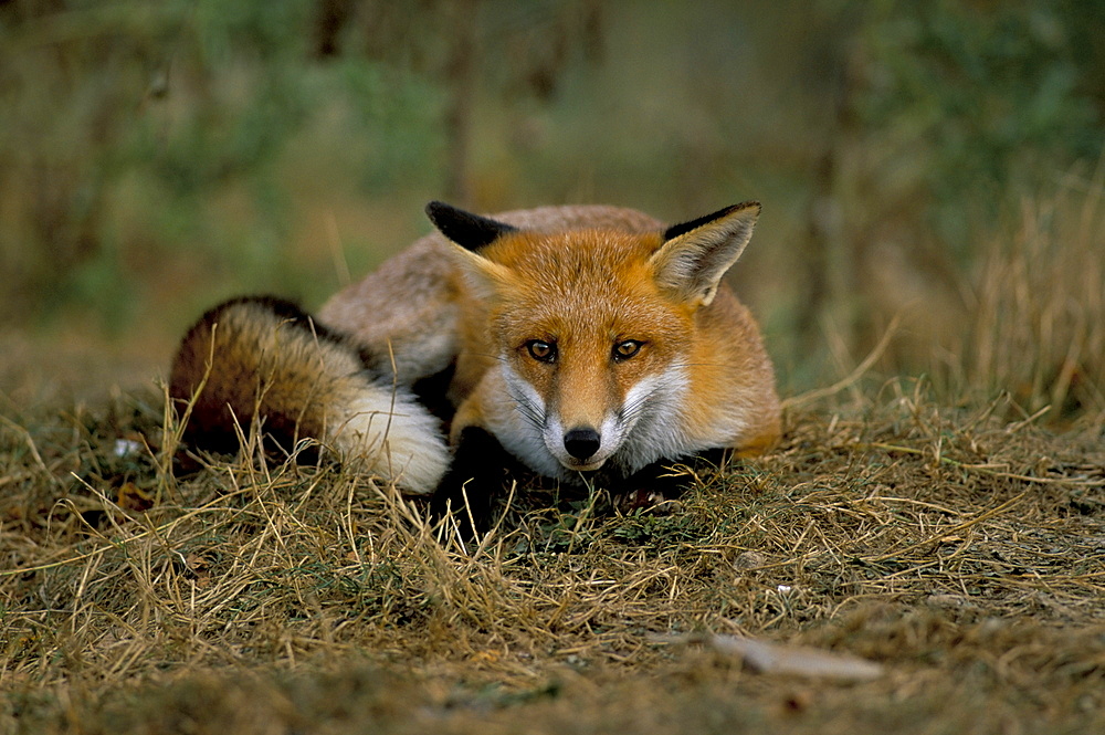 Captive red fox (Vulpes vulpes), United Kingdom, Europe