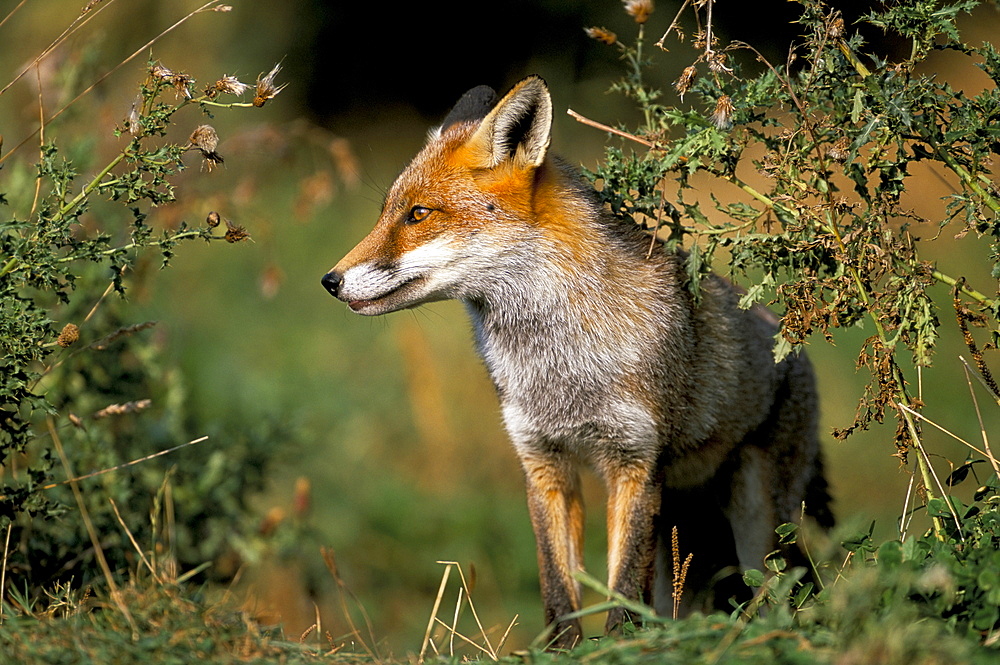 Captive red fox (Vulpes vulpes), United Kingdom, Europe