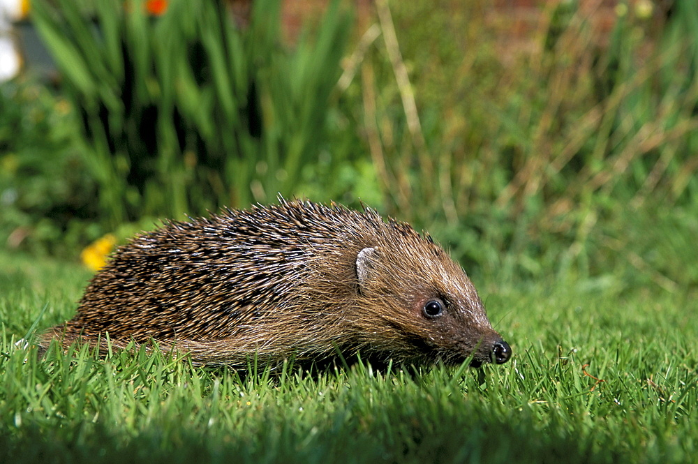 Hedgehog (Erinaceus europaeus) in suburban garden, United Kingdom, Europe