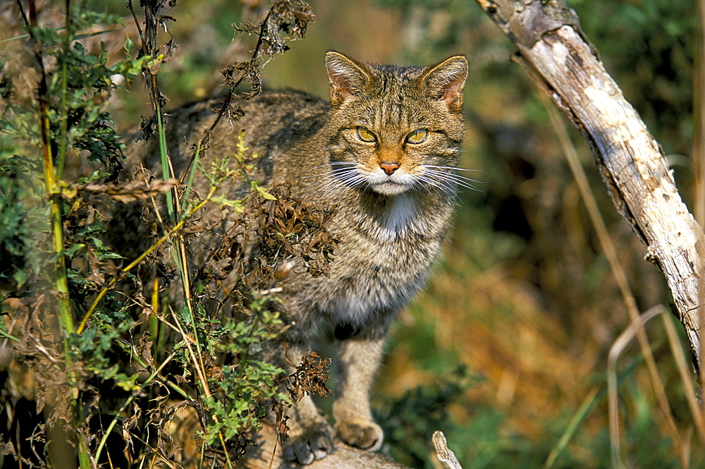 Captive wild cat (felis sylvestris), United Kingdom, Europe