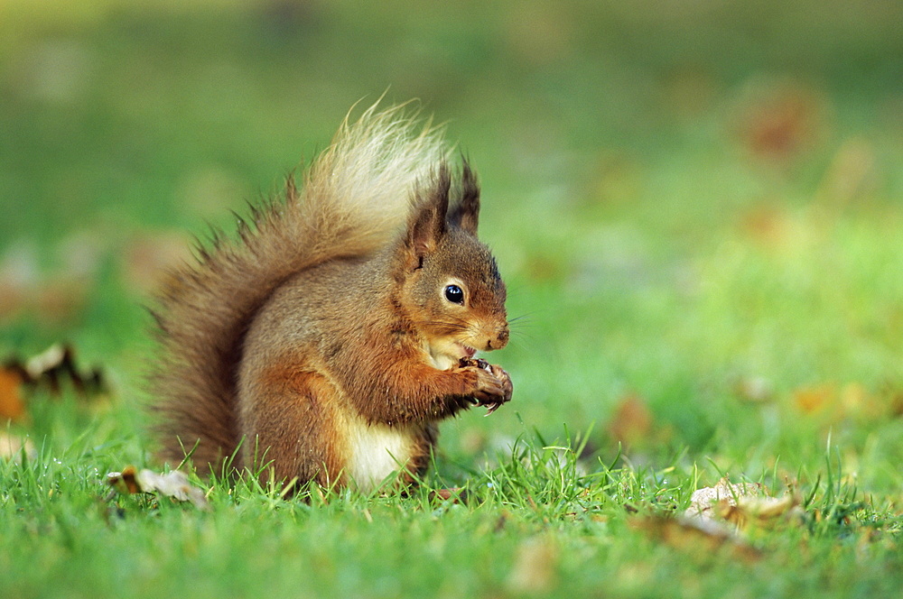 Red squirrel (Sciurus vulgaris), Lowther, near Penrith, Cumbria, England, United Kingdom, Europe