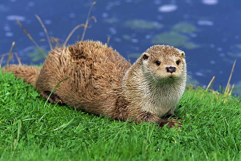 Otter (Lutra lutra), Otter Trust North Pennine Reserve, Barnard Castle, County Durham, England, United Kingdom, Europe