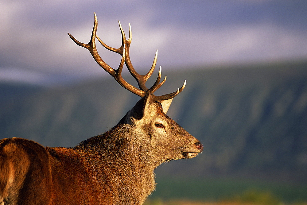 Red deer stag (Cervus elaphus), captive, Highland Wildlife Park, Kingussie, Scotland, United Kingdom, Europe