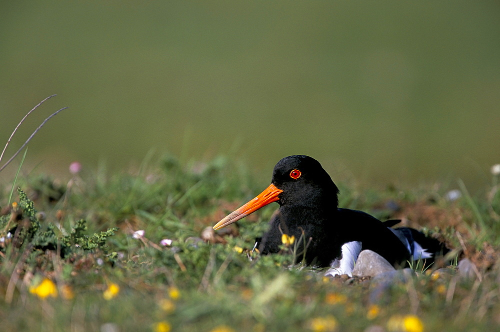 Oystercatcher (Haematopus ostralegus) on nest, South Walney Reserve, Cumbria, England, United Kingdom, Europe