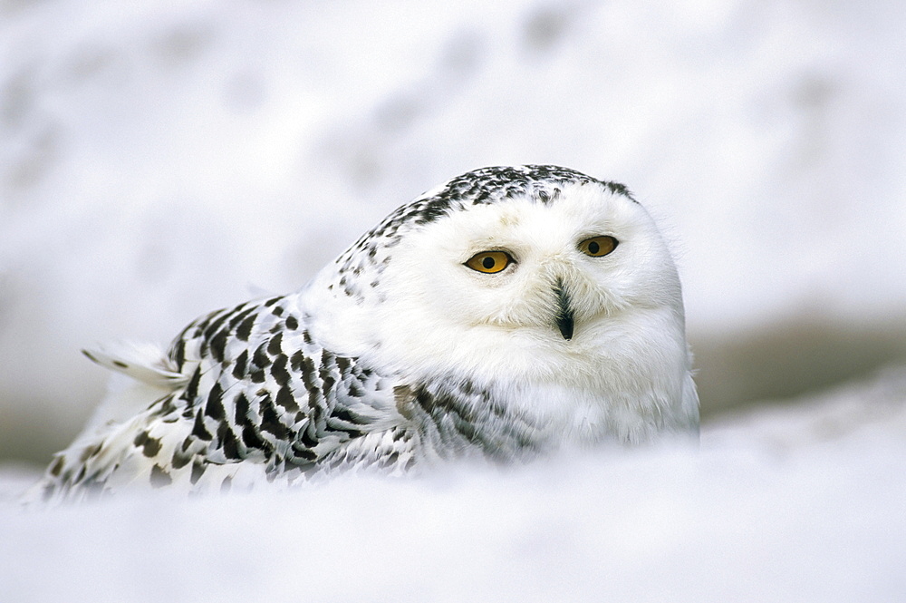 Captive snowy owl (Nictea scandiaca)