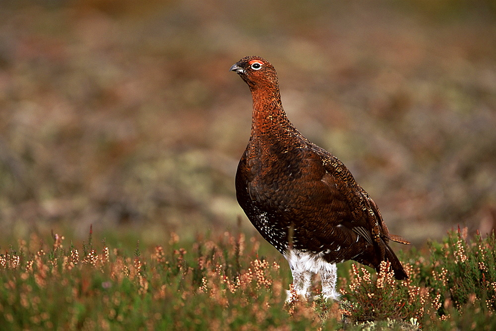 Red grouse (Lagopus lagopus), North Yorkshire, Yorkshire, England, United Kingdom, Europe