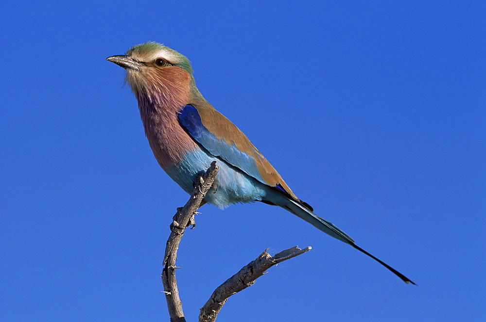 Lilac-breasted roller (Coracias caudata), Etosha National Park, Namibia, Africa