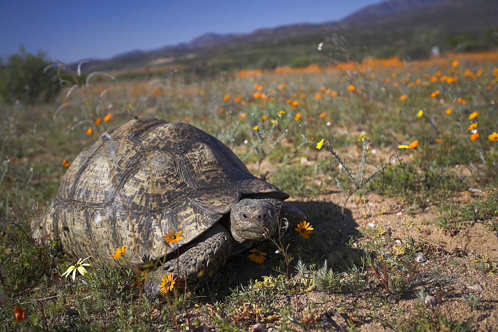 Leopard (mountain) tortoise, Geochelone pardalis, in Namaqua National Park, Northern Cape, South Africa, Africa