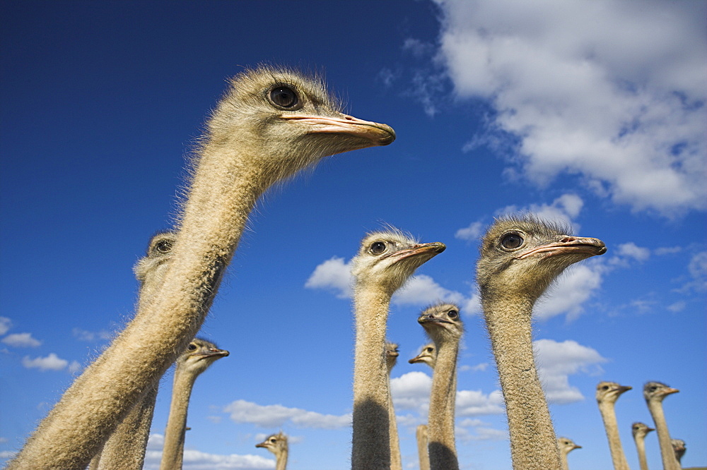 Ostriches, Struthio camelus, on ostrich farm, Western Cape, South Africa, Africa