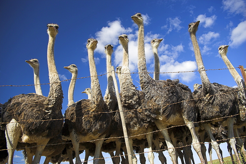 Ostriches, Struthio camelus, on ostrich farm, Western Cape, South Africa, Africa