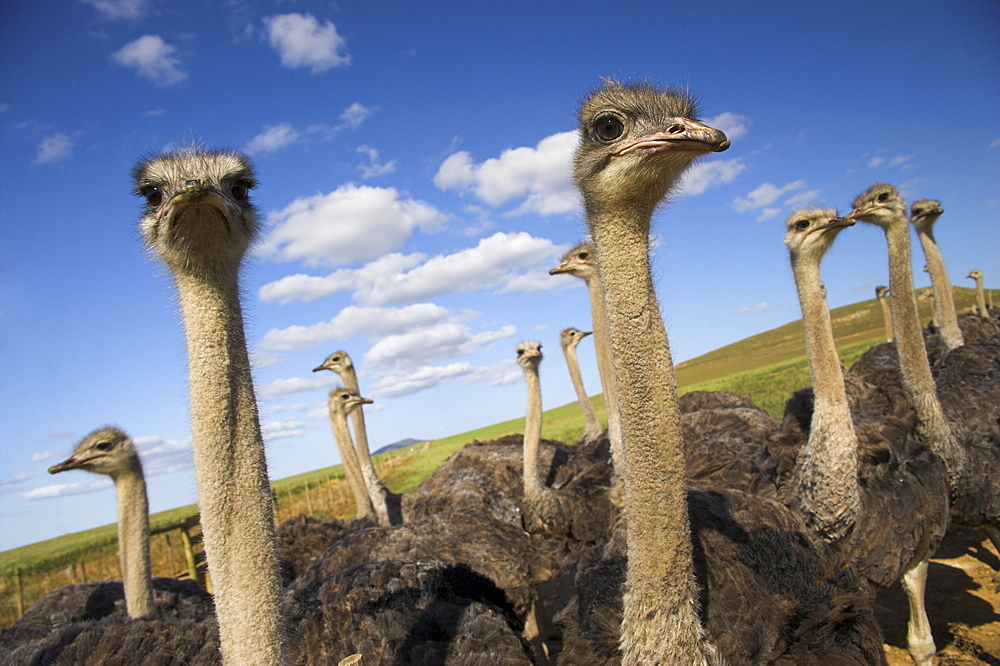 Ostriches, Struthio camelus, on ostrich farm, Western Cape, South Africa, Africa