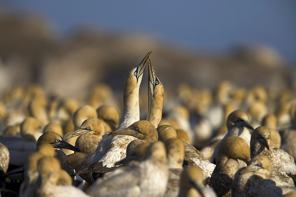 Cape gannets, Morus capensis, courtship display in gannet colony at Bird Island, Lambert's Bay, Western Cape, South Africa, Africa