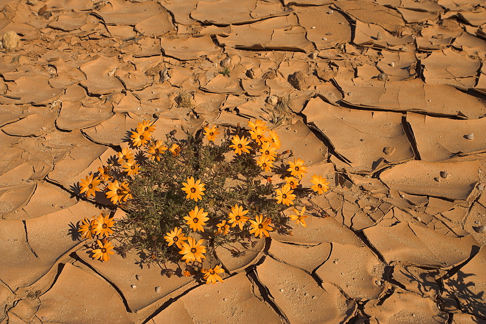 Annual spring wild daisies growing in arid habitat, Namaqualand, Northern Cape, South Africa