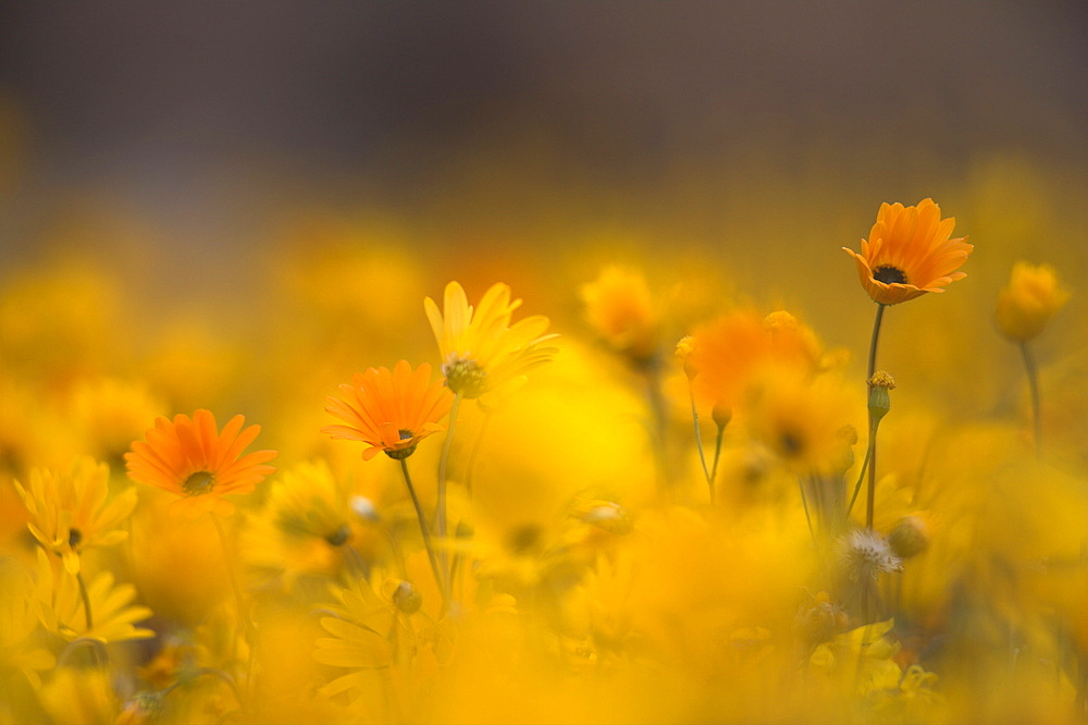 Daisies, Nieuwoudtville, Northern Cape, South Africa, Africa