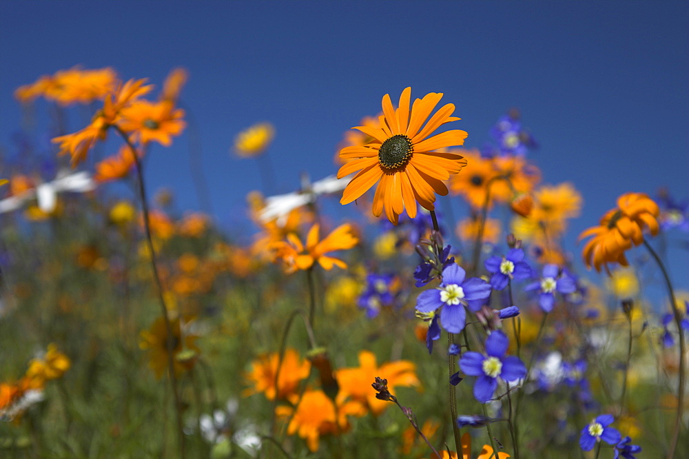 Namaqualand daisies and spring wildflowers, Ramskop Wildflower Garden, Clanwilliam, Western Cape, South Africa, Africa