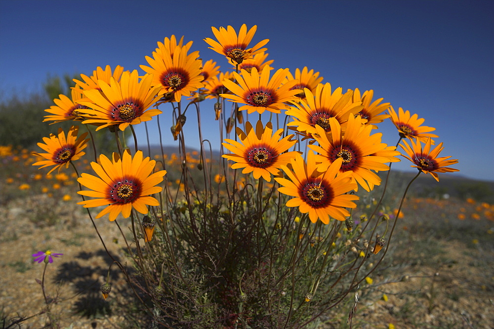 Gazanias in Namaqua National Park, Namaqualand, Northern Cape, South Africa, Africa