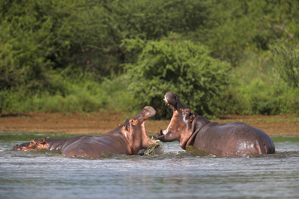 Hippos fighting, Hippopotamus amphibius, in Kruger National Park, Mpumalanga, South Africa