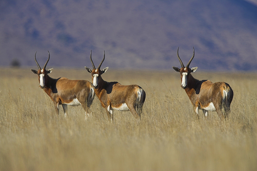 Blesbok, Damaliscus dorcas phillipsi, Mountain Zebra National Park, South Africa, Africa