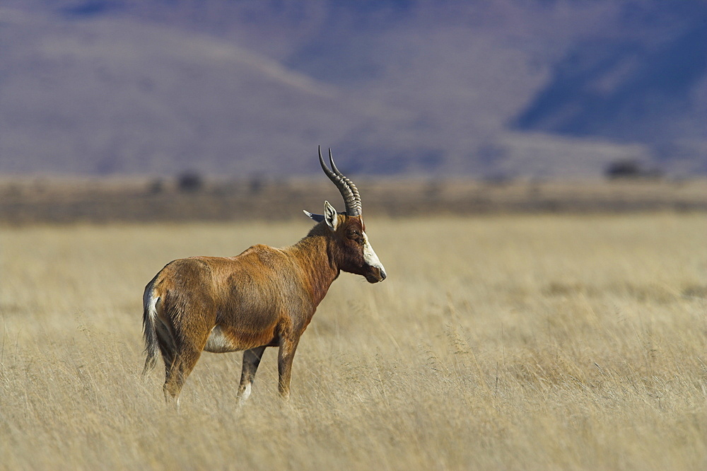 Blesbok, Damaliscus dorcas phillipsi, Mountain Zebra National Park, South Africa, Africa