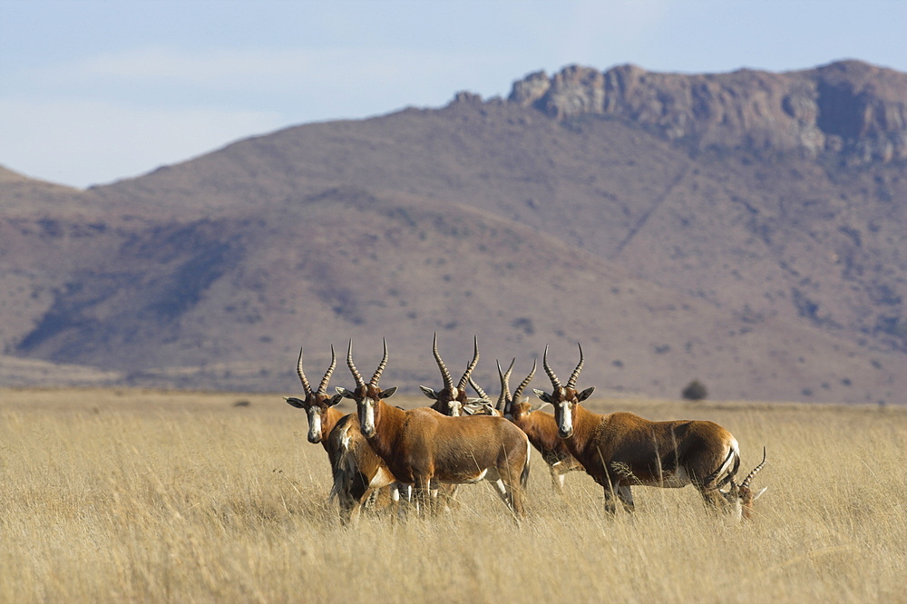 Blesbok, Damaliscus dorcas phillipsi, Mountain Zebra National Park, South Africa, Africa