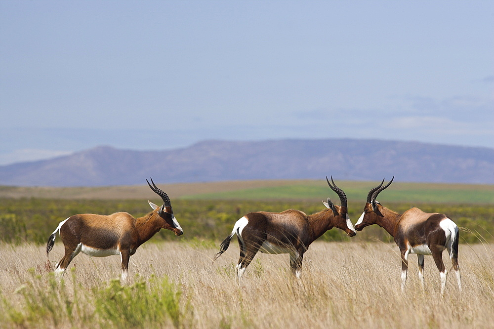 Bontebok, Damaliscus dorcas, Bontebok National Park, South Africa, Africa