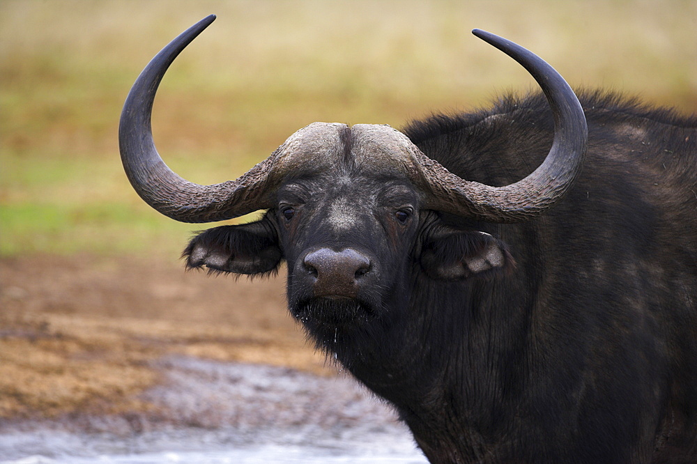 Cape buffalo, Syncerus caffer, Addo Elephant National Park, South Africa, Africa