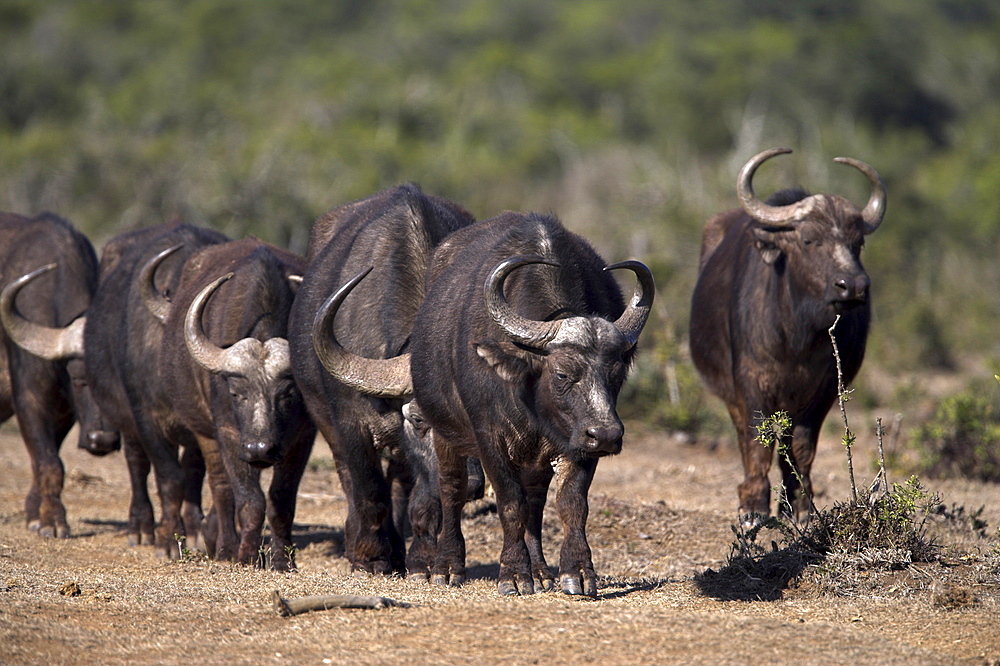 Cape buffalo, Syncerus caffer, Addo Elephant National Park, South Africa, Africa