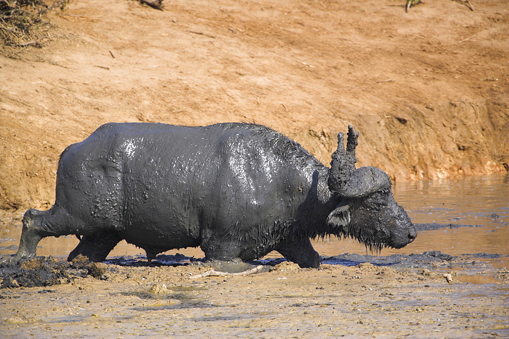 Cape buffalo, Syncerus caffer, mud-bathing, Addo Elephant National Park, South Africa, Africa