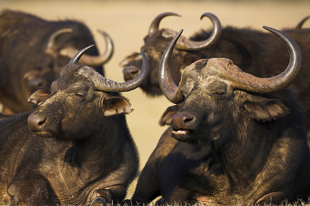 Cape buffalo, Syncerus caffer, Addo Elephant National Park, South Africa, Africa