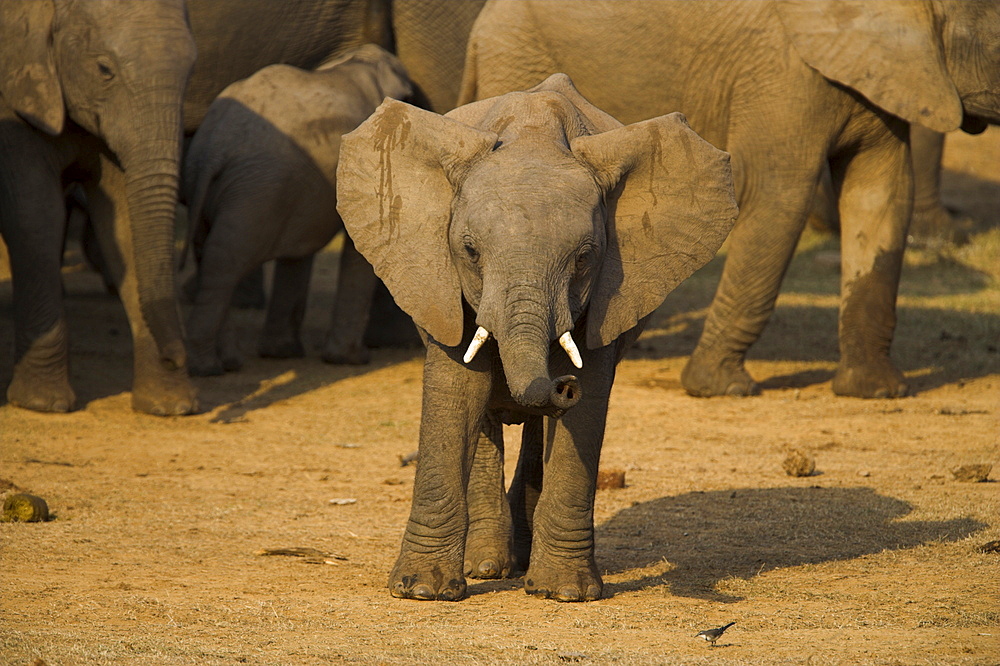 Baby elephant, Loxodonta africana, with trunk up at water in Addo Elephant National park, Eastern Cape, South Africa